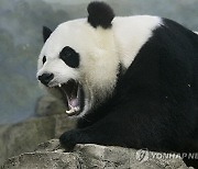 Giant Panda Conservation