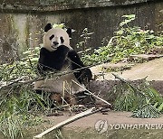 China Panda Conservation