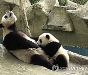 China Panda Conservation