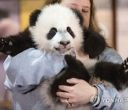 Giant Panda Conservation