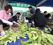 제28회 홍천찰옥수수축제 개막