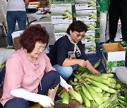 제28회 홍천찰옥수수축제 개막