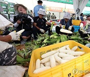 제28회 홍천찰옥수수축제 개막