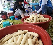 '강원도의 맛' 홍천찰옥수수축제 개막