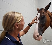 Equestrian Horses Olympics