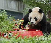 (SichuanMosaics)CHINA-SICHUAN-GIANT PANDA-BIRTHDAY (CN)