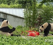 (SichuanMosaics)CHINA-SICHUAN-GIANT PANDA-BIRTHDAY (CN)