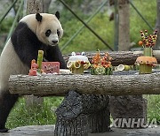 (SichuanMosaics)CHINA-SICHUAN-GIANT PANDA-BIRTHDAY (CN)