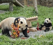 (SichuanMosaics)CHINA-SICHUAN-GIANT PANDA-BIRTHDAY (CN)