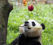 (SichuanMosaics)CHINA-SICHUAN-GIANT PANDA-BIRTHDAY (CN)