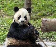 (SichuanMosaics)CHINA-SICHUAN-GIANT PANDA-BIRTHDAY (CN)