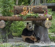 (SichuanMosaics)CHINA-SICHUAN-GIANT PANDA-BIRTHDAY (CN)