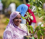 India Plantation