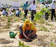 India Plantation