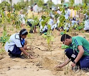 India Plantation