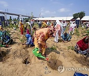 India Plantation