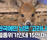 한국에만 남은 '고라니'.. 멸종위기인데 15만 마리 포획