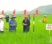 북한 토산군 읍농장…"농작물 과학적 비배관리 집중"