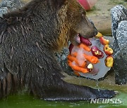 루마니아, 등산객 사망에 불곰 사냥 허가…환경 단체 반발