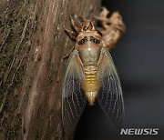 옥색 날개 뽐내는 매미