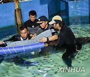 (HainanOutlook)CHINA-HAINAN-SHORT-FINNED PILOT WHALE-RESCUE (CN)