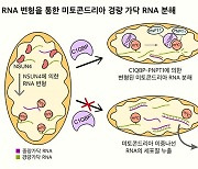 KAIST, 미토콘드리아로 퇴행성 질환 제어