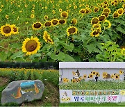 경주 40대 통장이 만든 해바라기 밭에 고양이 벽화 '인기'