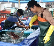 태안서 '제1회 신진도 오징어&수산물 축제'…서해에 어장 형성