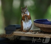 [포토] 견과류 까먹는 美 위스콘신주 붉은 다람쥐