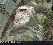 “대체 작물 심으라더니”…3년 연속 침수