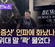 ‘물림주의’ 경고판 앞…‘악’ 영국 근위대 말에 물린 관광객 [이런뉴스]