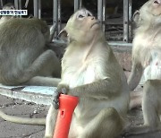 [특파원 현장] ‘혹성탈출’ 실사판?…원숭이 점령 태국 도시 가보니