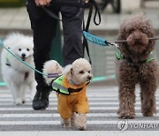 등록 반려견·반려묘 329만 마리, 23만 마리 늘어