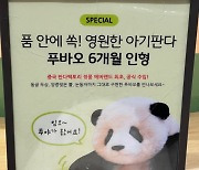 [영상]귀여운 ‘푸바오 수제 인형’ 가격은 안착해?···얼마에 팔길래