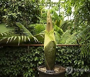 California Corpse Flower