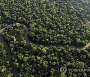 Brazil Forest Protection