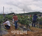 NH농협은행, 집중호우 피해 농가 찾아 일손돕기