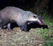 산책로서 시민 덮친 이 동물..."밤에 주의"