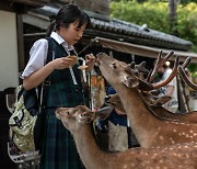 일본 몸살 앓게 한 오버투어리즘···‘나라 사슴’에겐 좋았다?