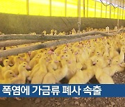 [기후는 말한다] 폭염에 가금류 폐사 속출