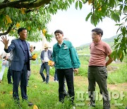 노관규 순천시장, 수확기 '탄저병' 월등면 복숭아 농가 방문