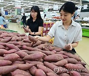 농협유통, 햇고구마 판매