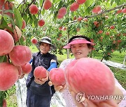 폭염 이겨낸 복숭아 수확