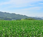 [곡성소식] 흑 찰옥수수 생산단지 조성