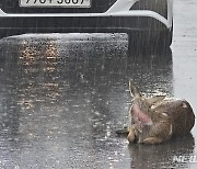 "전방에 동물출현 주의" 정보 제공해 '로드킬' 줄인다