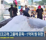 삼척서 밍크고래 그물에 혼획…1억여 원 위판