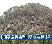 산림청, 대구 도동 측백나무 숲 복원 추진