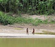 “정말 희귀하다” 단발머리 무리 포착에 ‘발칵’…왜 자꾸 나오나 보니[영상]