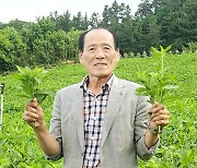 울릉도 특산품 ‘부지깽이나물’로 억대 수입