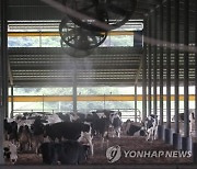 '폭우·폭염 기승' 강원도, 가축 방역·양식 어류 관리 강화